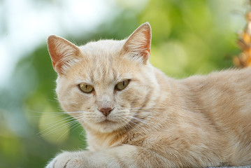 Fototapeta na wymiar Portrait of an orange cat outside in summer with a beautiful background 