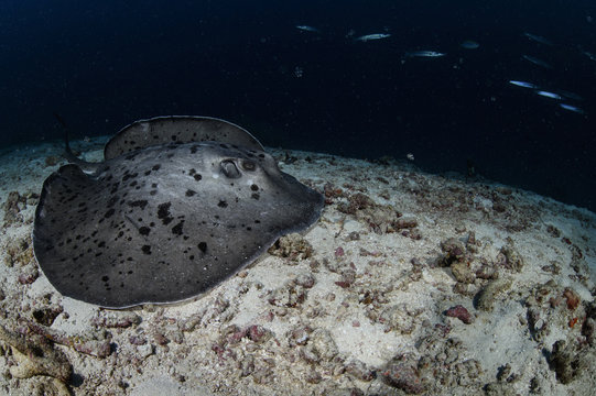 Marbled Sting Ray Swimming on Sea Bed of Maldives
