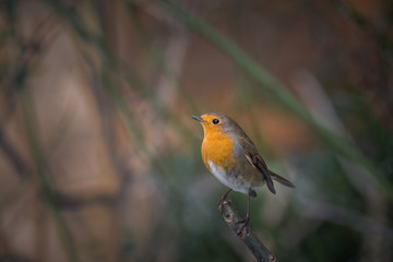 Rouge-gorge
