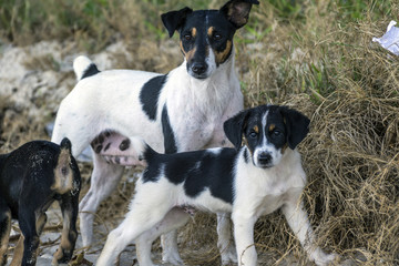 family of wild dogs on the beach on Mauritius Island