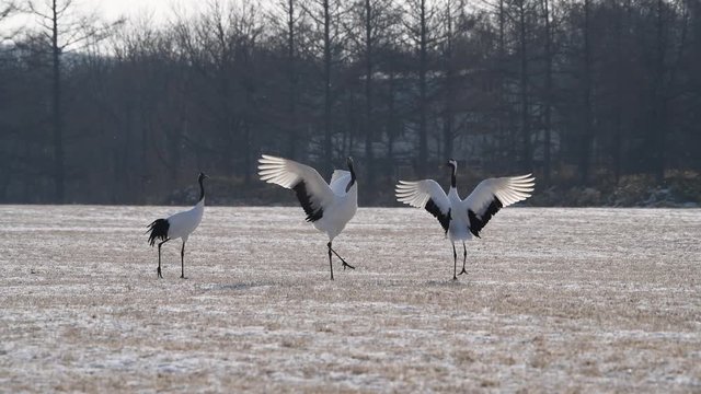 4k video of Beautiful Dancing and flying Red-crowned crane bird from kushiro hokkaido japan in winter season , Courting animal behavior