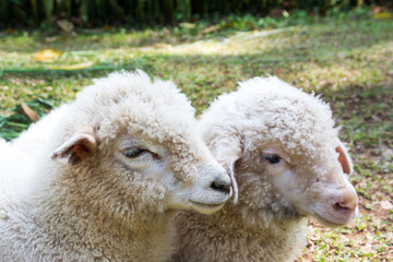 Two head of lamb in farm background