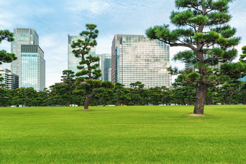 Pine trees outside the Emperor's Palace in Chiyoda, Tokyo, Japan