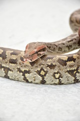 Snake