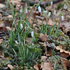 wilde Schneeglöckchen im Wald