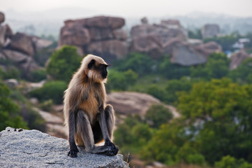 Monkey sitting on a rock in Hampi. India
