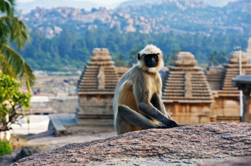 Monkey sitting on a rock in Hampi. India