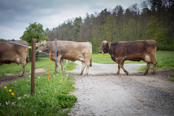 Herd of cows moving to the pasture across the countryside road