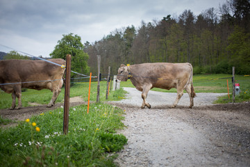 Herd of cows moving to the pasture across the countryside road