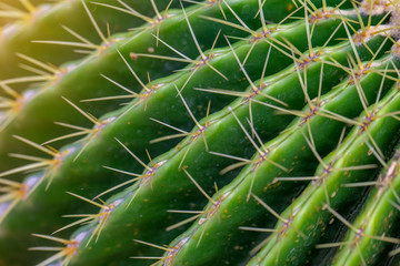 The close up of green cactus thorn in the natural light.