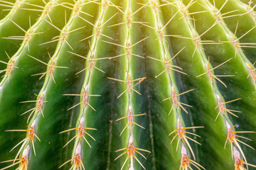 The close up of green cactus thorn in the natural light.