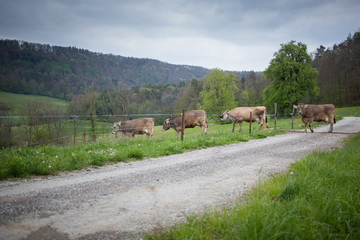 Herd of cows moving to the pasture across the countryside road
