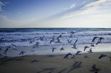 Canaveral National Seashore in Florida
