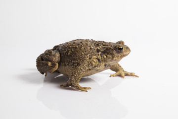 Common toad or European toad, Bufo bufo, in front of white background.