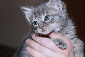 FLUFFY GRAY TABBY KITTEN