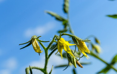 flowering of tomatoes