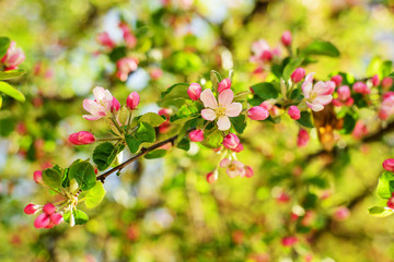 apple tree in bloom