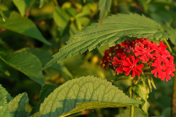 nettle flowers at sunset