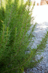 rosemary bushes growing
