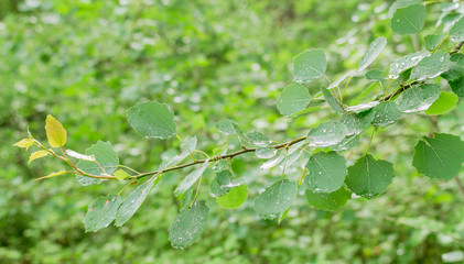 branch after the rain