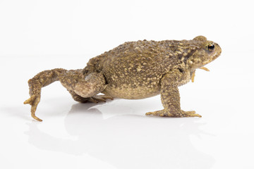 Common toad or European toad, Bufo bufo, in front of white background.