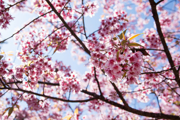 Closeup Wild himalayan cherry flowers with blue sky background.Thai sakura flowers