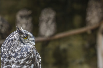 eagle owl 