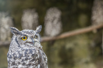 eagle owl 