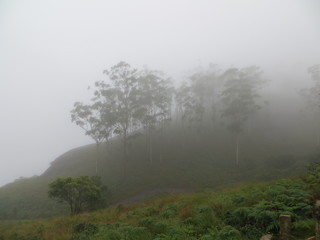 Fototapeta na wymiar Le brouillard envahit les ghats occidentaux (kerala, inde)