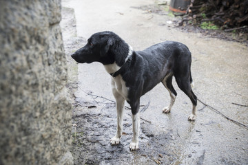 Black and white dog, hunting dog.