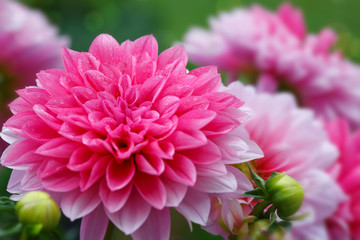 Macro shot of a pink dahlia isolated .