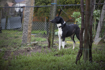 Black and white dog, hunting dog.