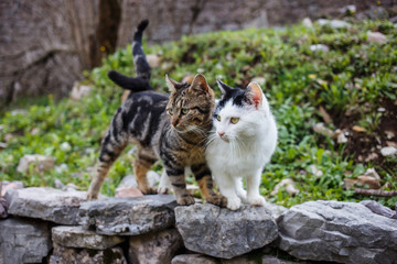 two cats embrace in the street