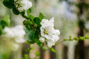 apple tree in bloom