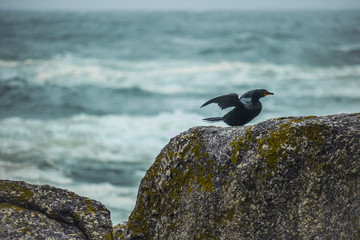 Cape Cormorant bird on rocks on Bakoven Beach, Cape Town.