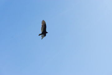 hawk in sky