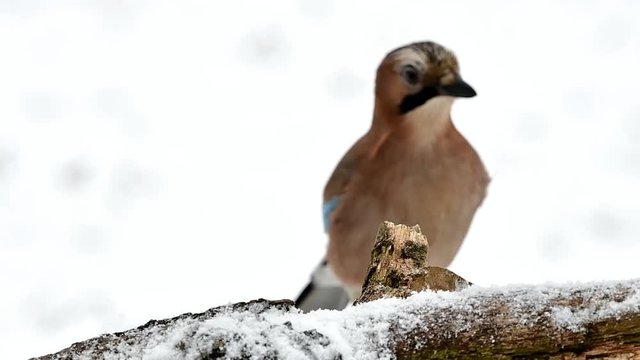 close up of jay bird in winter time