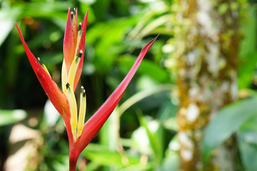 Heliconia flowers growing in the rainforest on Caribbean island of St. Lucia.Beautiful heliconia in the garden.Selective focus.