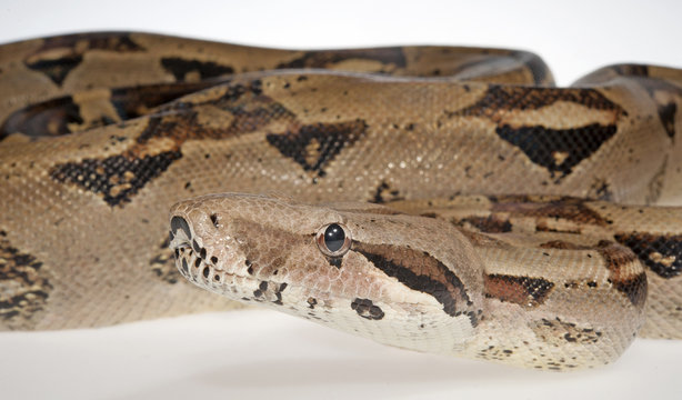 Abgottschlange (Boa constrictor) - red-tailed boa
