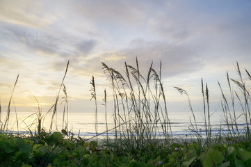 Hangar Beach in Central Florida with Sea Oats and Sea Grapes.