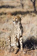 Cheetah in conservation area in Namibia