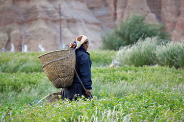 Nepalese woman goes to collect the vegetables in the garden, with a basket behind his back, in the...