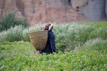   Nepalese woman goes to collect the vegetables in the garden, with a basket behind his back, in the village of Chusang(3022m) of the Kingdom Mustang. Nepal. © papava