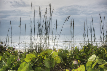 Sea Oats and Sea Grapes in Florida.