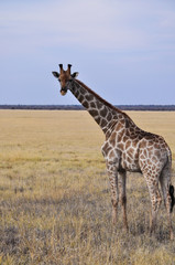 Wild giraffe in Etosha National Park in Namibia