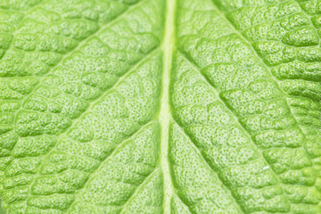 leaf texture closeup background