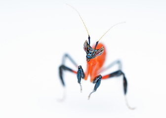 Hymenopus coronatus nymph L1 mantis macro on white background