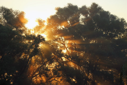 Sunlight in the forest at sunrise