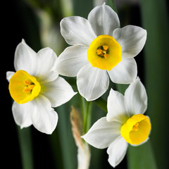 Narcissus - The daffodils are small, white and have a pleasant aroma.