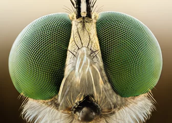 Crédence de cuisine en verre imprimé Photographie macro Macro extrêmement nette et détaillée de voleur de mouche
